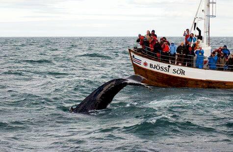 Följ med på magisk valsafari på Island