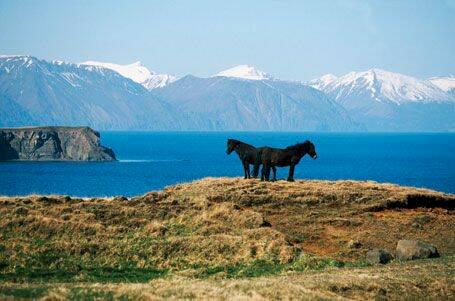 Följ med på magisk valsafari på Island