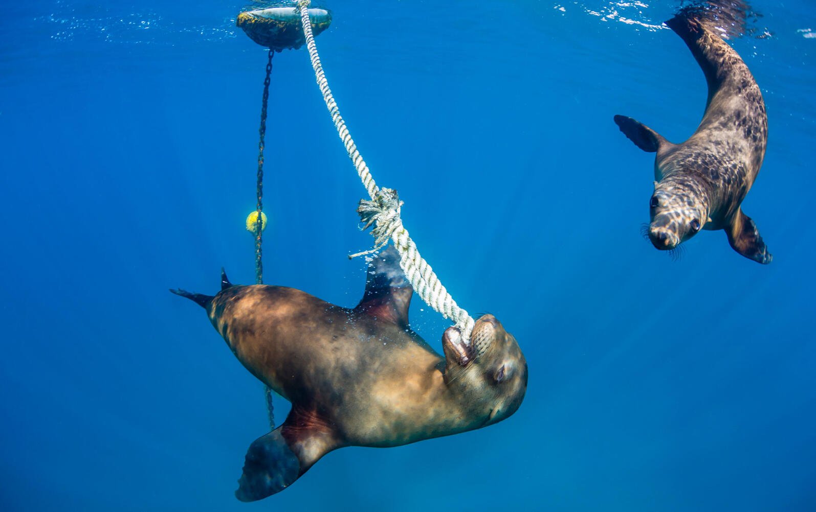 Att snorkla med sjölejon hör till ett av de mer kittlande äventyren i Baja California. Foto: Michael Nolan & Cenneth Sparby.