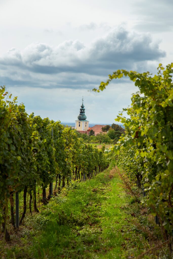 Vinodling med kyrktorn i bakgrunden.