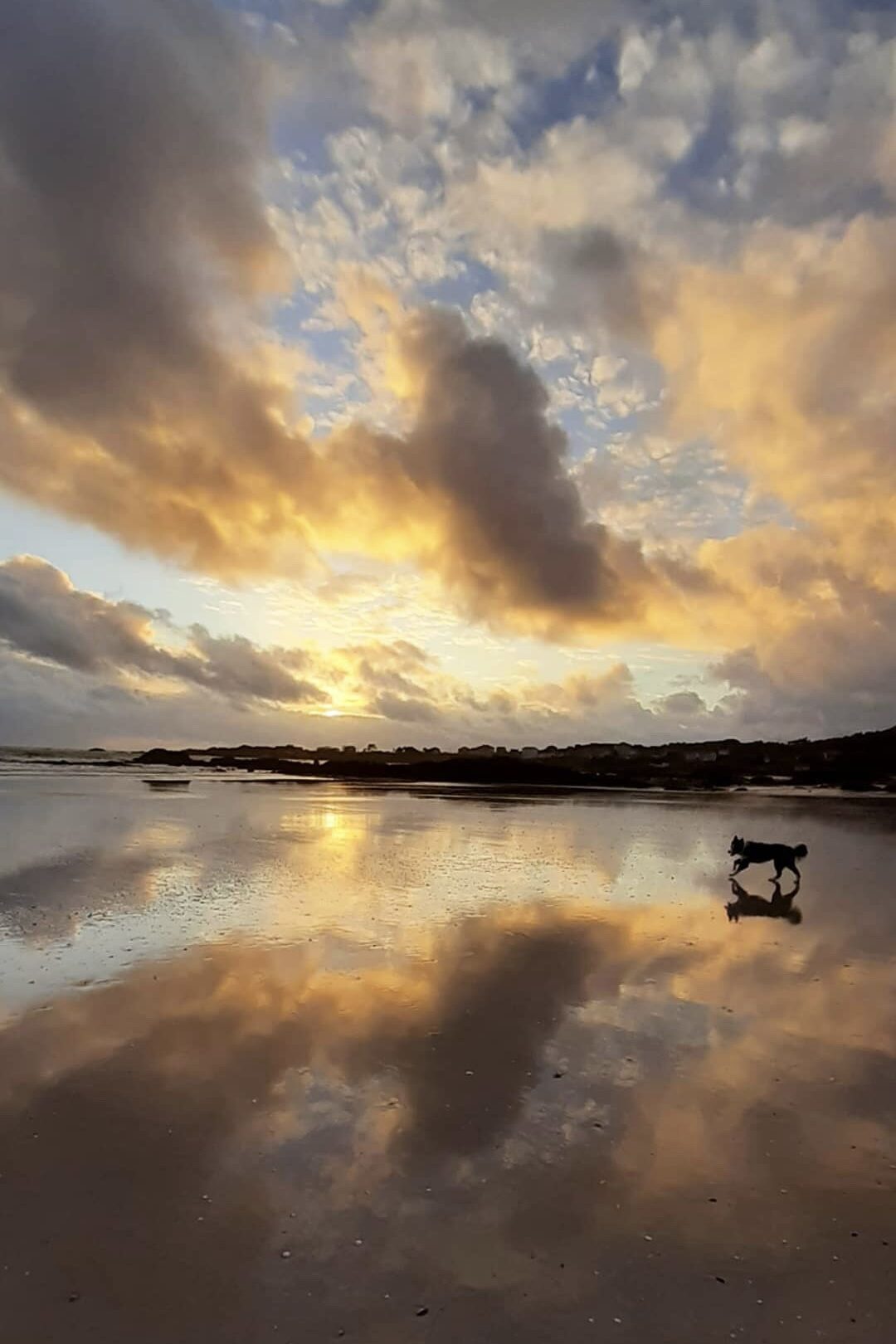 En hund springer i vattnet, en dramatisk himmel speglar sig i vattnet. 