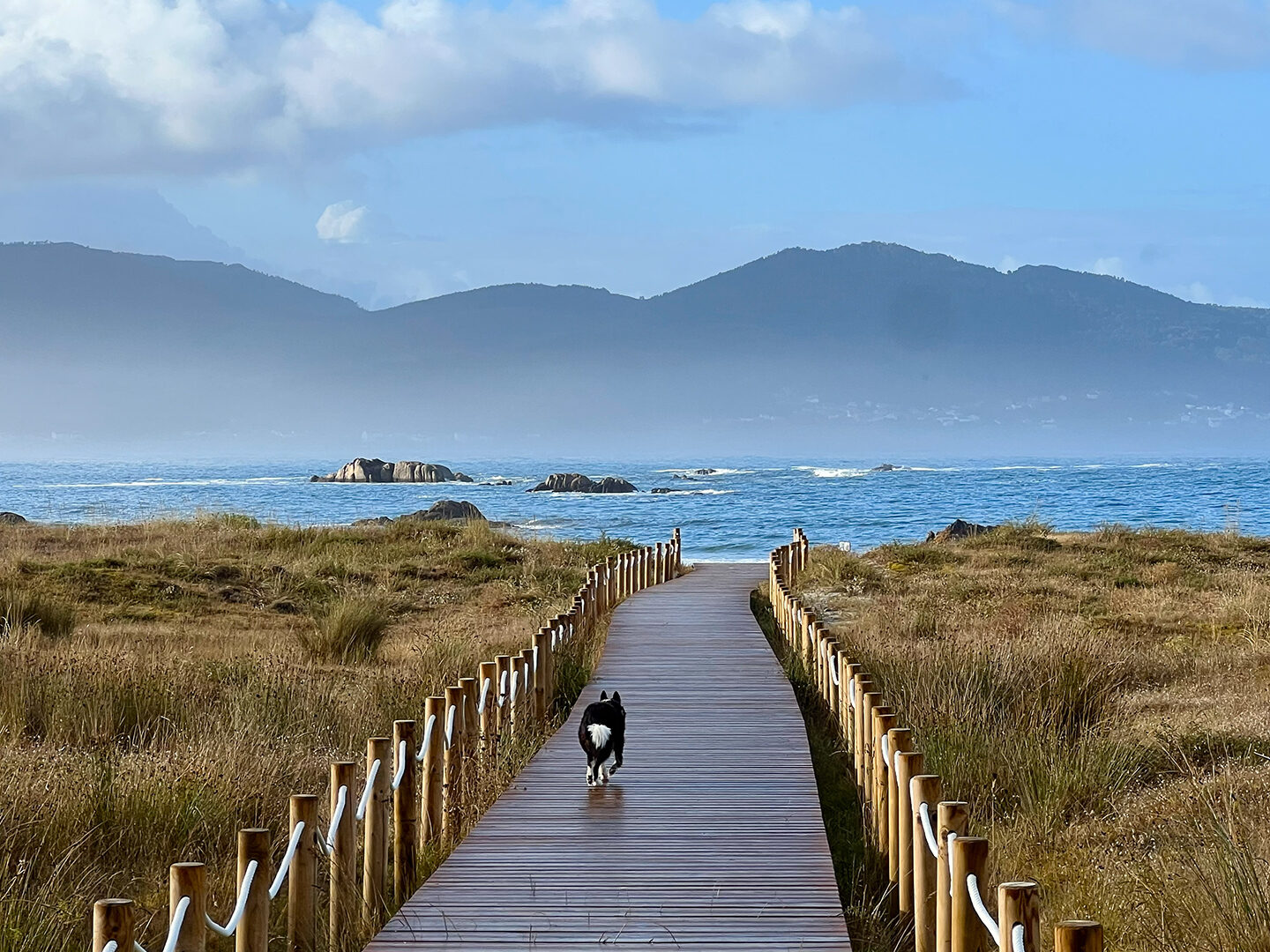 En svartvit hund springer över en gång på en strand. Berg i bakgrunden. 