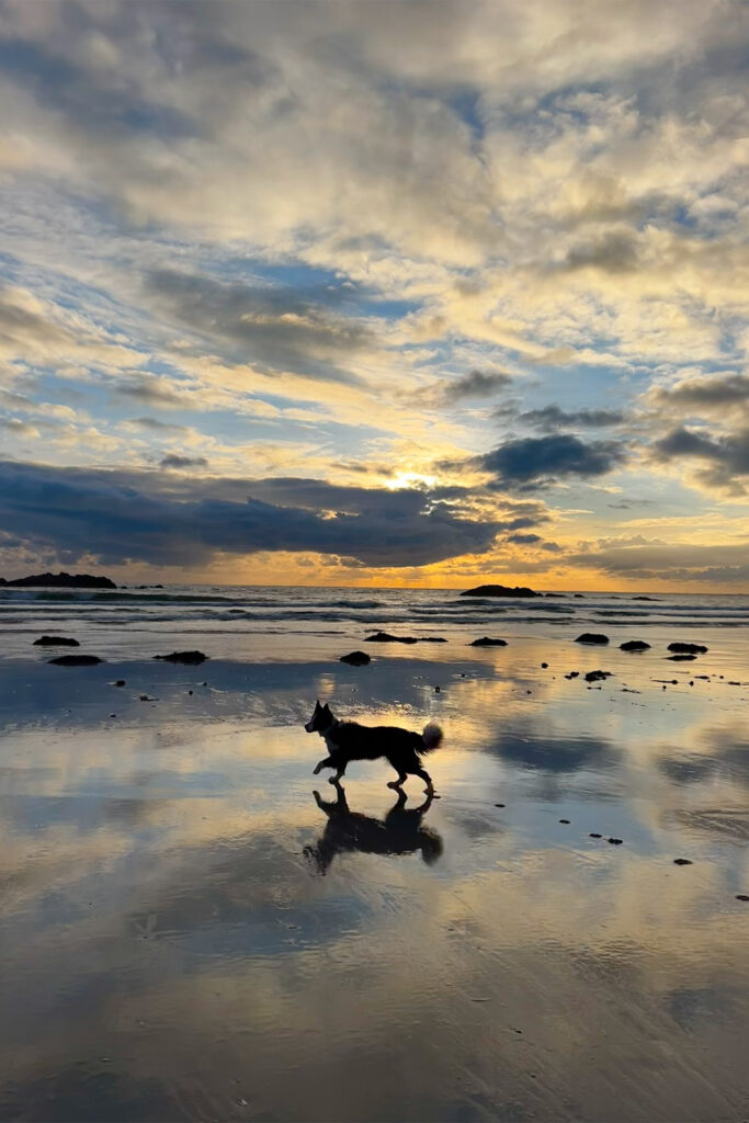 En hund springer i spegelblankt vatten, en dramatisk himmel speglar sig i vattnet. 