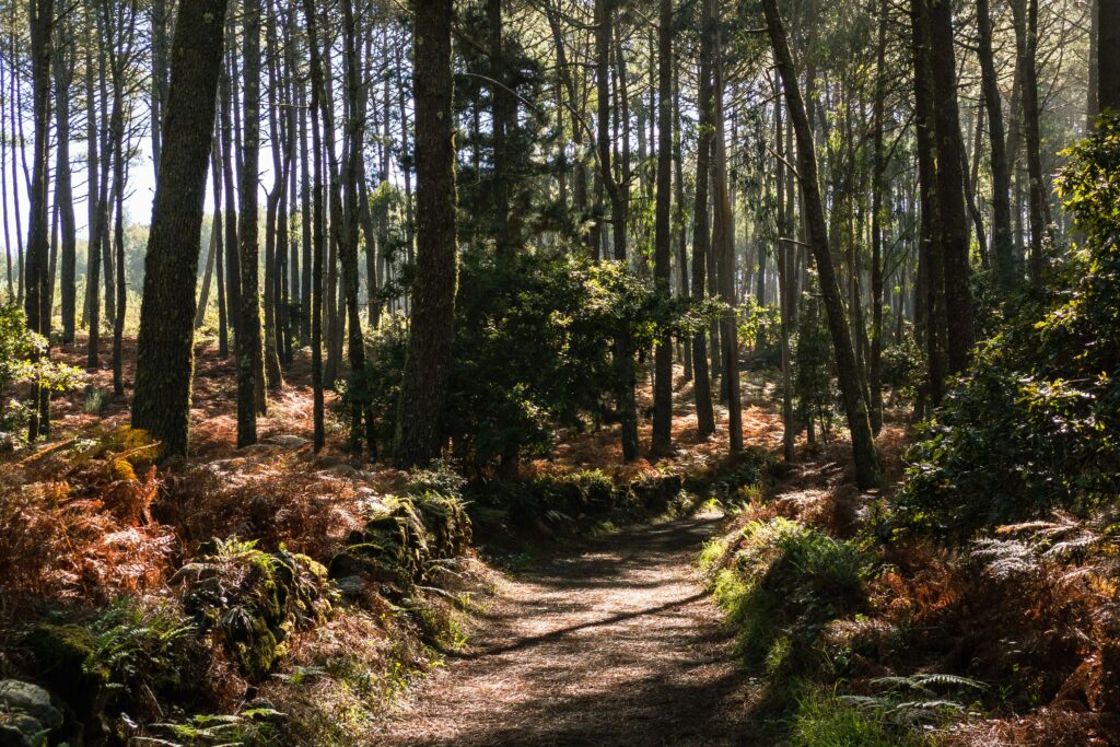 En stig löper genom en djup skog. 