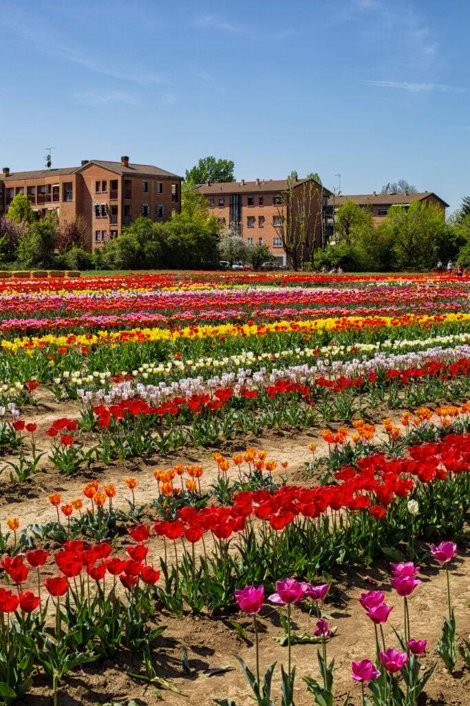 Färgglada tulpaner står i rader framför bostadshus.