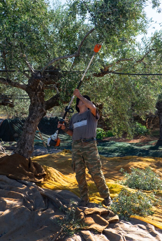 En man plockar oliver, det ligger filtar på marken.