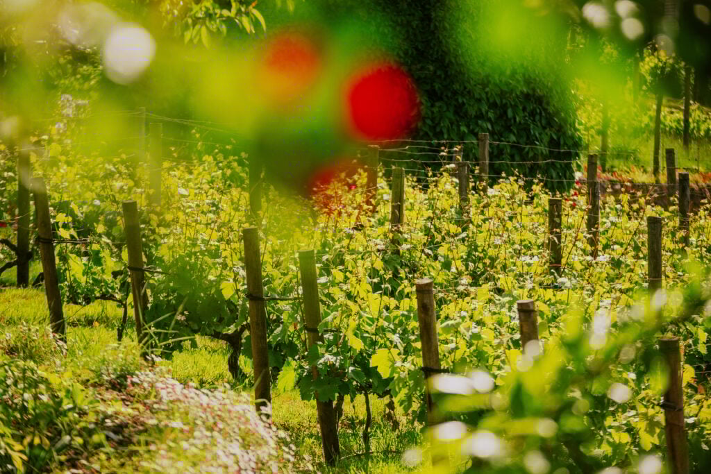 Gröna vinrankor syns i närbild. Solen skiner. 