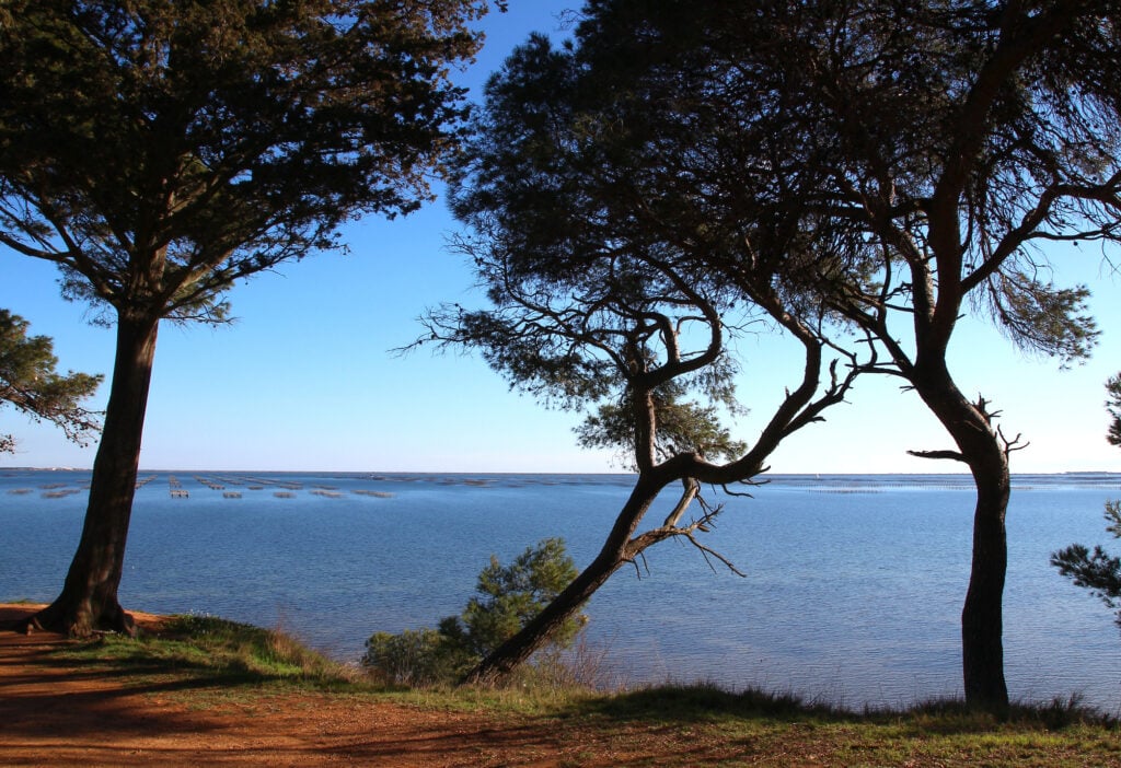 Havet skymtas bakom ett gäng franska pinjer.