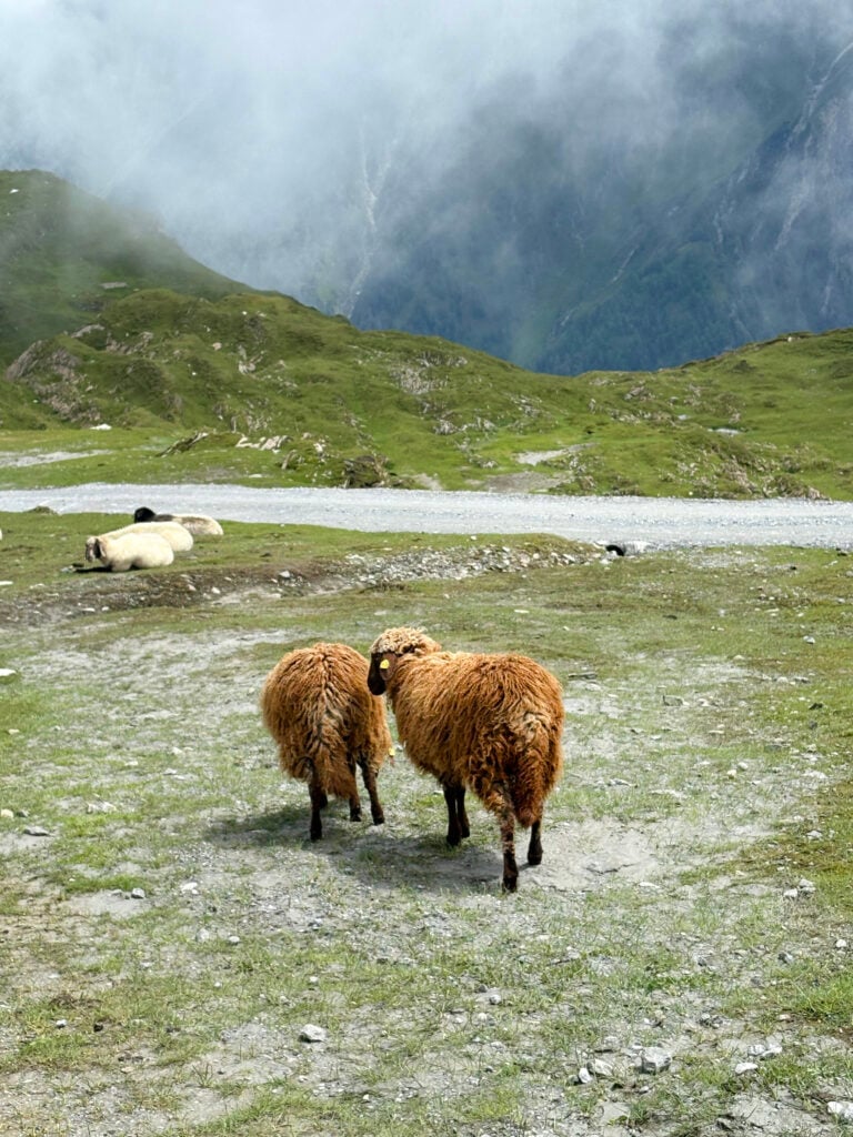 Två bruna får på en torr gräsmark. 