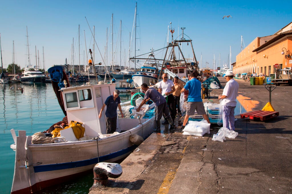 En vit fiskebåt lägger till mot kaj, flera fiskare lassar lådor i hamnen. 