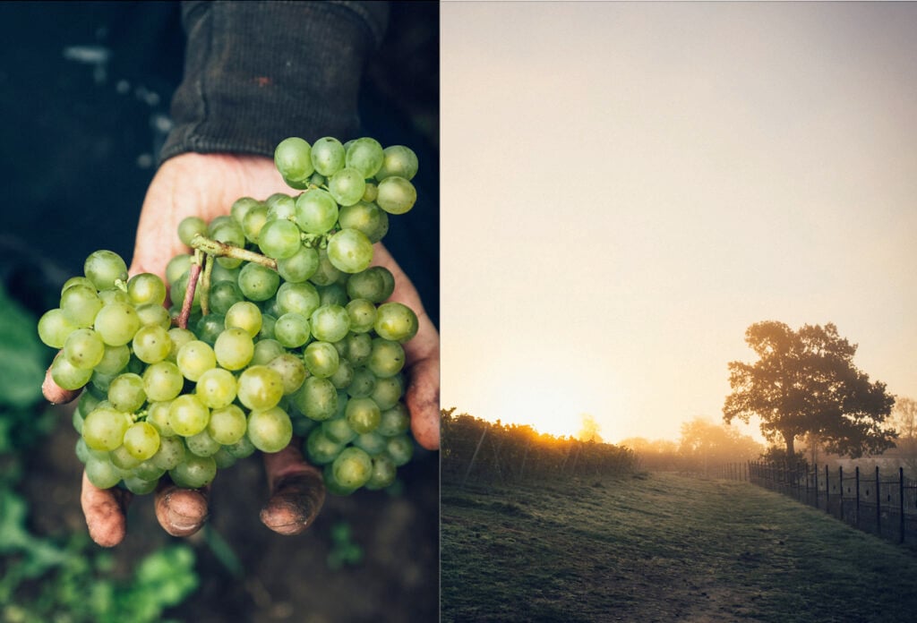 Vindruvor och vinrankor i motljus
