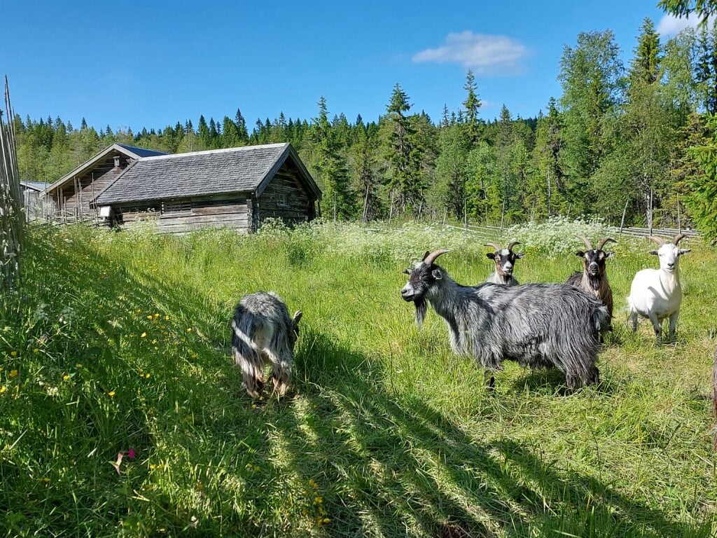 Getter på ett grönskande fält, en liten grå fäbod bakom, mycket skog.