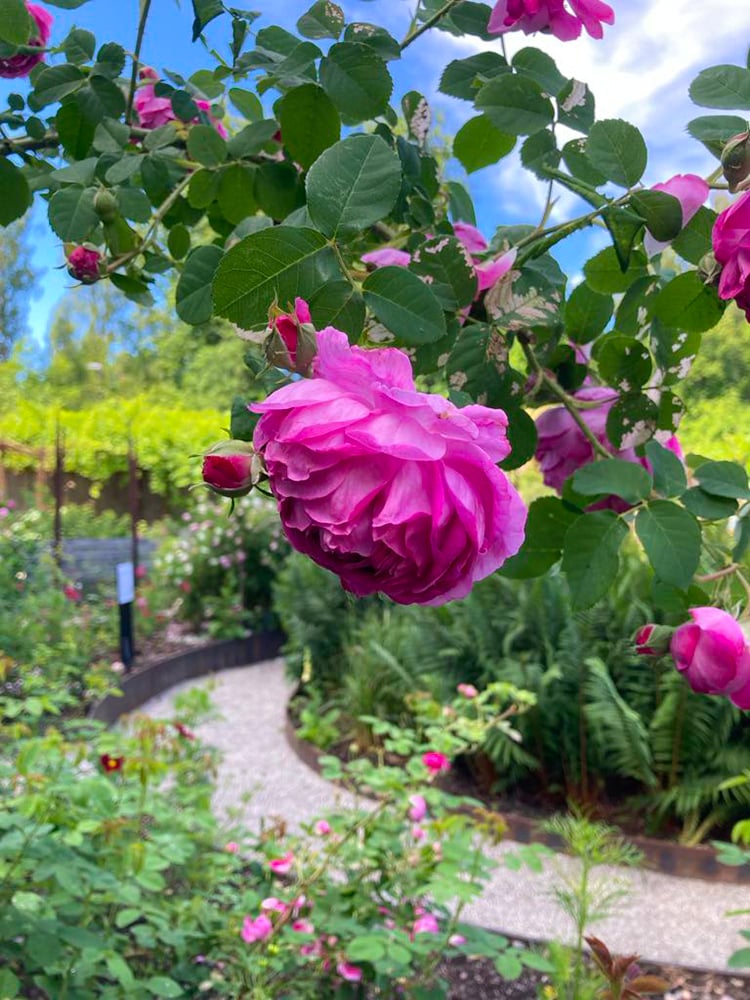 En vacker rosa ros hänger i grönskan framför kameran. En grusgång passerar. 