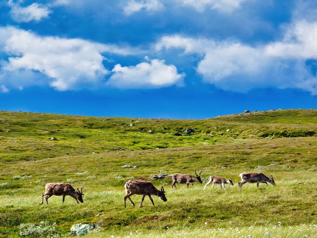 Renar som betar på fjället.