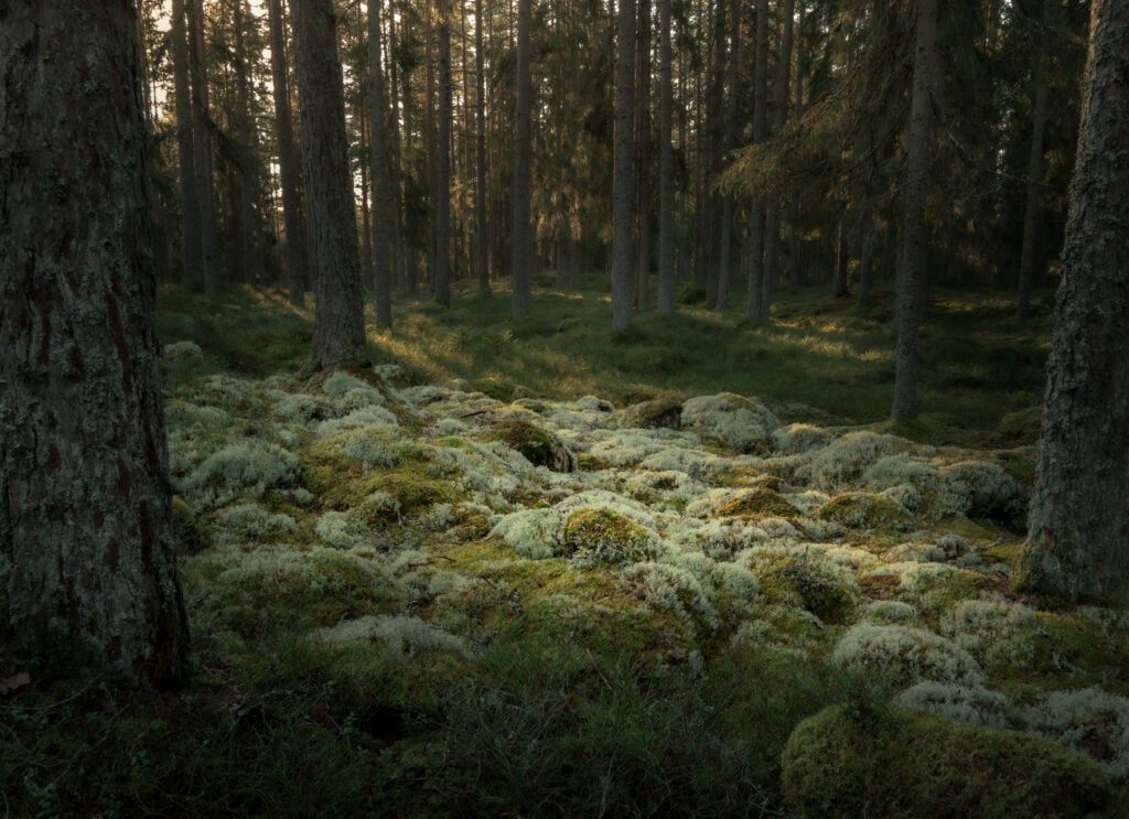 Solen skiner in bland mossan i en skog.