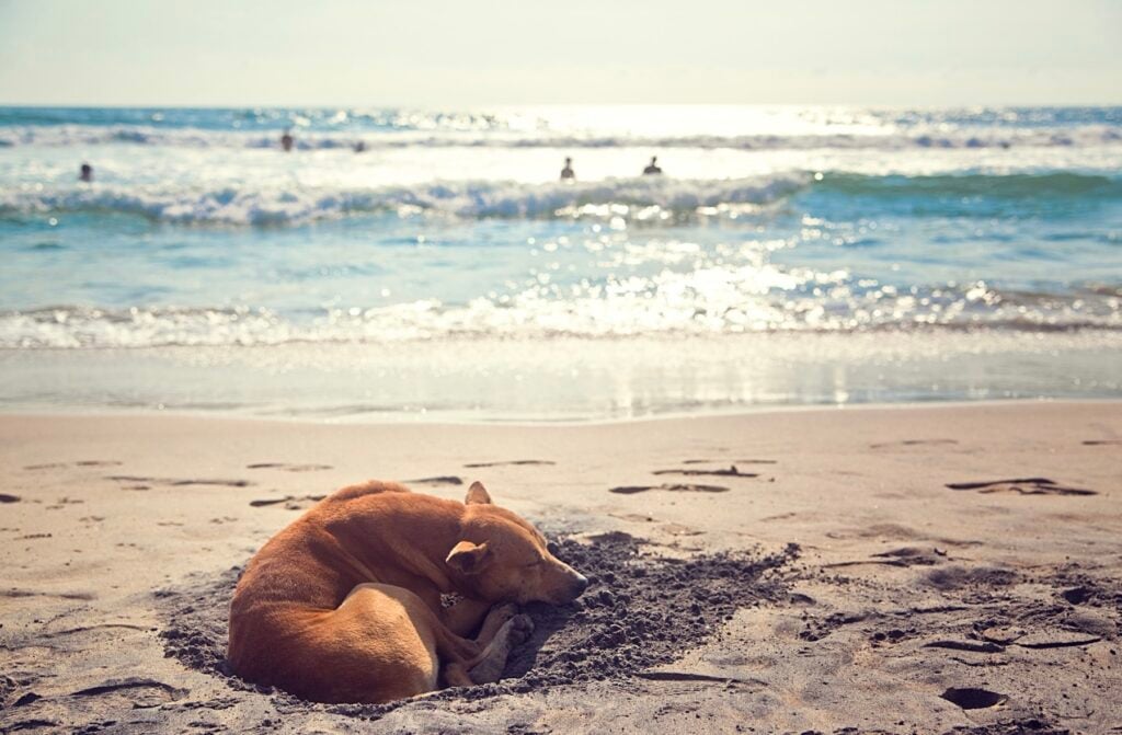 Hund som sover i sanden på strand vid havet.
