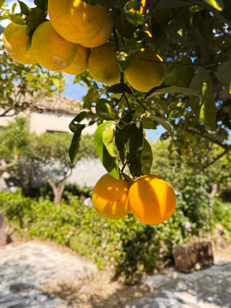 Gula citroner hänger i ett träd i n grön lund. Närbild.